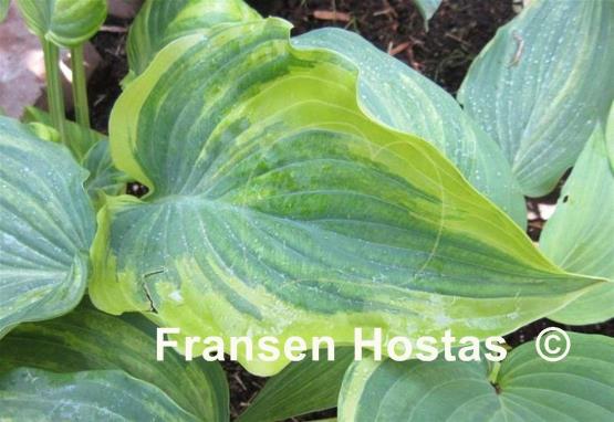 Hosta Snickers' Surprise